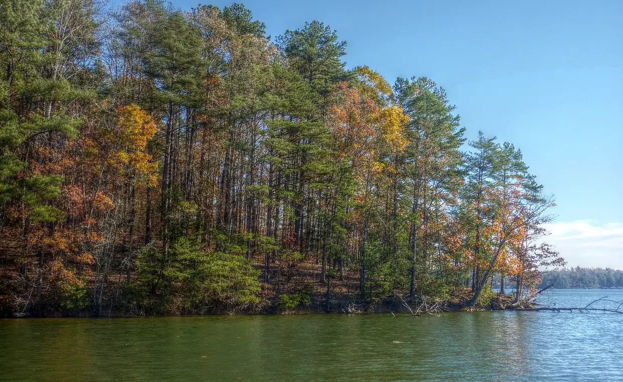 A wooded point of tall pines and hardwoods in orange, gold and green autumn colour rises from calm green water, with a few fallen trunks at the waterline and a distant wooded shore at right under a clear blue sky.