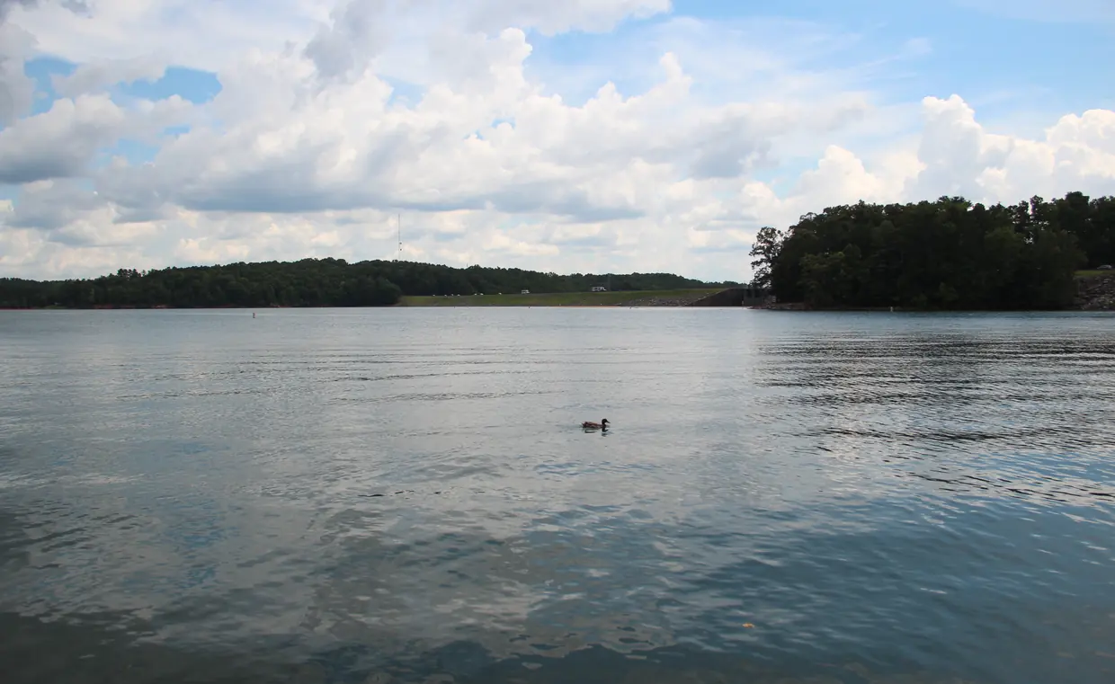 Calm, slightly rippled water reflecting a bright sky fills the lower half of the frame; a single duck floats near the centre, a wooded point rises at right and a long low wooded shoreline runs across the horizon under towering white cumulus clouds.
